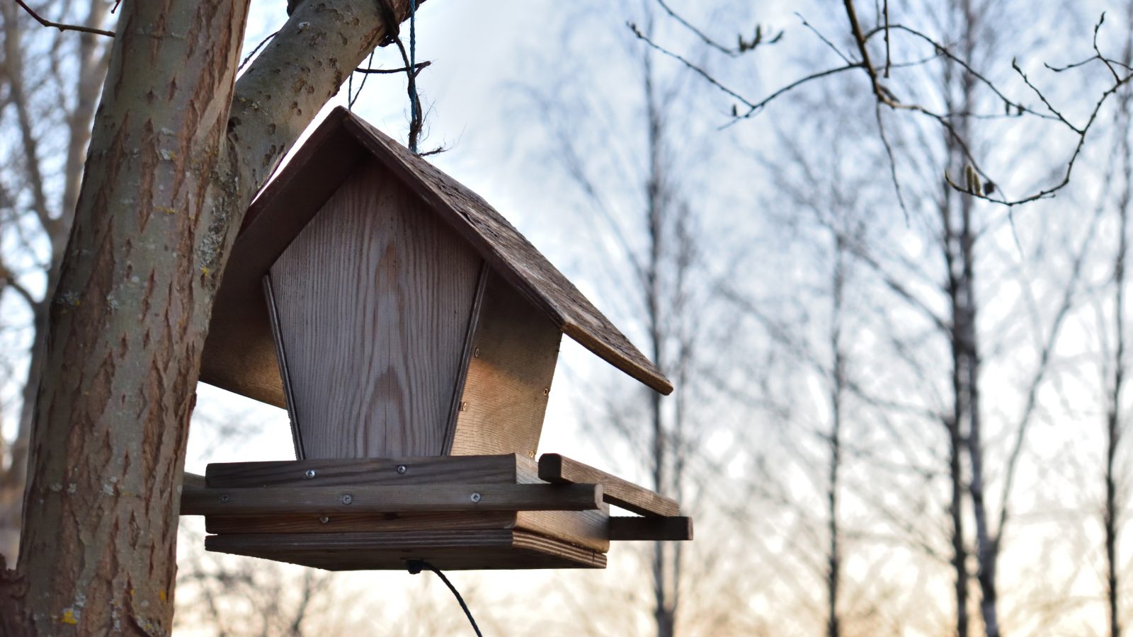 brown wooden bird house on tree branch during daytime